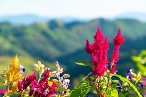 mooi bloem met berg heuvel achtergrond foto