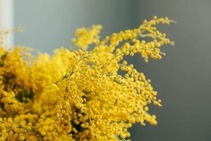 geel mimosa bloemen Aan grijs muur achtergrond. voorjaar seizoen concept. selectief focus. kopiëren ruimte foto