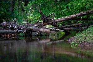 klein Woud rivier- in zomer met groen achtergrond foto