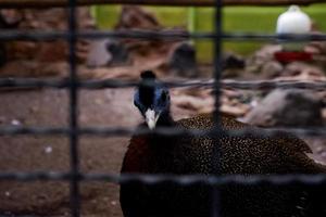 de selectief focus van de bruin halfjaarlijks welke heeft de karakteristiek van hebben een blauw gezicht is in haar kooi. foto