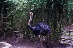 selectief focus van struisvogels wie zijn aan het eten in hun kooien. foto