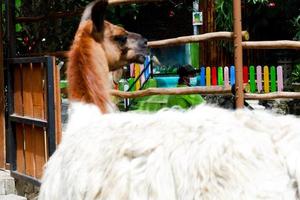 alpaca wie was alleen in zijn kooi. foto