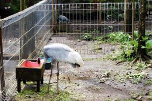 selectief focus van geelsnavel ooievaar wie was aan het eten in zijn kooi in de ochtend. foto