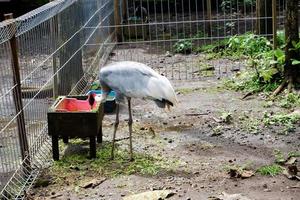 selectief focus van geelsnavel ooievaar wie was aan het eten in zijn kooi in de ochtend. foto