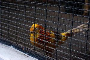 de selectief focus van fazant China welke heeft een gouden kleur is in haar kooi. foto