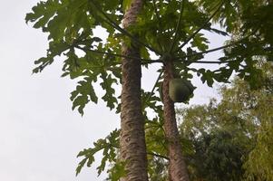 papaja boom dat produceert jong fruit foto