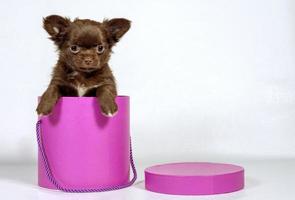 chihuahua schattig weinig puppy gluren uit van roze doos, Kerstmis geschenk foto