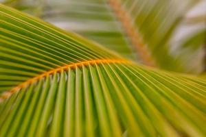 palm boom blad achtergrond. banaan met palm blad Aan wazig tropisch achtergrond. vlak leggen. kopiëren ruimte en minimalistische exotisch natuur detailopname. tropisch zomer plant, natuurlijk patroon foto