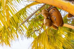 TROS van groen kokosnoot fruit Aan boom. tropisch fruit, natuurlijk milieu foto