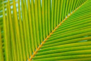 groen kokosnoot bladeren in de tuin. perfect natuur patroon, tropisch structuur voor achtergrond of behang. natuurlijk licht, groen kleur, wazig tropisch tafereel foto