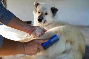 Aziatisch vrouw handen kammen haar hond haar- voor schoonmaak en verzorging, zeer gelukkig hond voelen ontspannen, bangkaew wit hond Thailand, liefde huisdier geven zorg en aandacht, land huis huisdieren foto