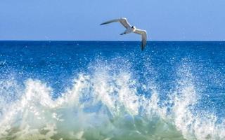 zeemeeuw vogel vliegt jaagt vissen in hoog golven in Mexico. foto