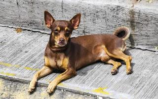 Russisch speelgoed- terriër hond portret op zoek lief en schattig Mexico. foto