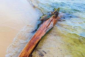 mooi caraïben strand met gewassen omhoog boom romp hout Mexico. foto