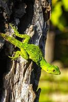 caraïben groen hagedis hangende en beklimming Aan boom romp Mexico. foto