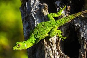 caraïben groen hagedis hangende en beklimming Aan boom romp Mexico. foto