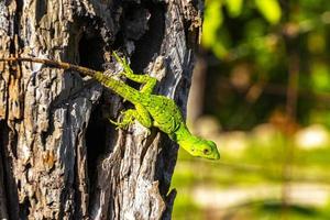 caraïben groen hagedis hangende en beklimming Aan boom romp Mexico. foto