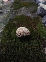 uniek natuurlijk steen structuur foto