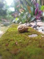 uniek natuurlijk steen structuur foto