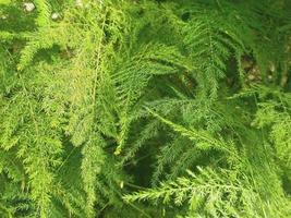 groen bladeren met natuurlijk structuur foto