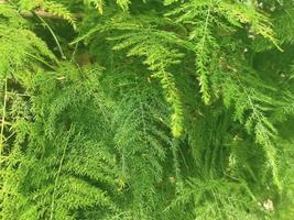 groen bladeren met natuurlijk structuur foto