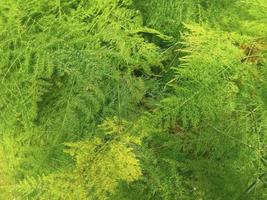 groen bladeren met natuurlijk structuur foto