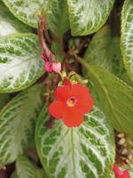 rood bloem met natuurlijk textue Aan onscherp achtergrond foto