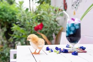 een geel klein kuiken met vlindererwtenwater en ijs in een champagneglas is versierd met orchidee en pandanblad. het wordt getoond en weergegeven op een pastelroze houten tafel voor de cementmuur. foto