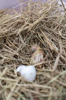 het pasgeboren leghornkuiken werd uit een ei in het nest uitgebroed. foto