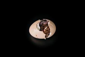 geïsoleerd de weinig kuiken is uitkomen van binnen de ei, zwart achtergrond., knipsel paden. foto