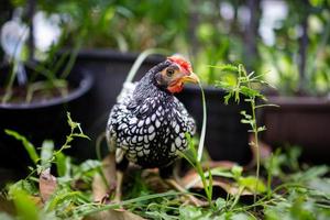 close-up tot zilveren witte mannelijke sebright chick in de onscherpte bokeh groene tuin achtergrond. foto