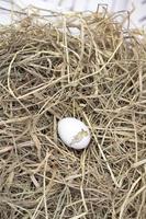 het pasgeboren leghornkuiken werd uit een ei in het nest uitgebroed. foto