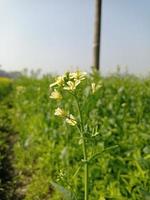 mosterd bloem afbeeldingen vrij downloaden foto