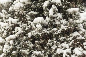 bomen in de sneeuw, winter landschappen foto