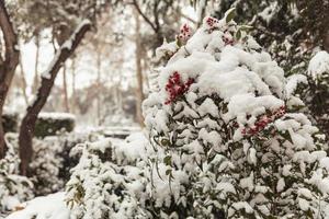 lijsterbes in de sneeuw foto