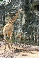 giraffe staand door een rots foto