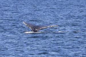 gebochelde walvissen in Vancouver foto