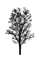 boom silhouet voor borstel Aan wit achtergrond foto