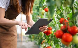 landbouw toepassingen productie controle tablets naar toezicht houden op kwaliteit groenten en tomaat Bij serre. slim boer gebruik makend van een technologie foto