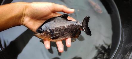 ikan bawal in hand. fokken van parastromaat Niger in vis vijvers. zwart pomfret vis is vaak gebruikt net zo consumptie voor mensen in Azië, voor voorbeeld voor de mensen van Indonesisch. foto