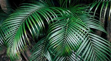 groen natuur achtergrond. donker groen gebladerte vers plant, natuurlijk groen bladeren banier foto