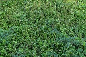 groen gras in Woud. natuur achtergrond foto