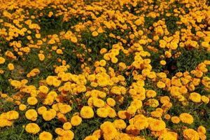 herfst bloemen, zomer bloeiende oranje gerbera bloem achtergrond, vallen bloemen feestelijk kaart foto