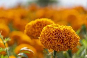 handen van Mexicaans boer groeit cempasuchil tagete bloemen Mexico foto