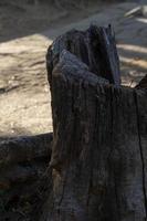 een verticaal beeld van een oud en droog besnoeiing log dat is heel stoerhol romp blootgesteld in de straat foto