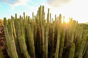 visie met cactus foto