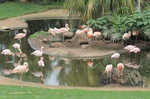 mooi flamingo vogelstand foto