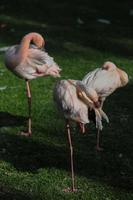 mooi flamingo vogelstand foto