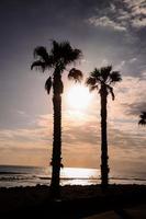 palm bomen over- de zonsondergang foto