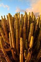 natuurlijk cactus visie foto